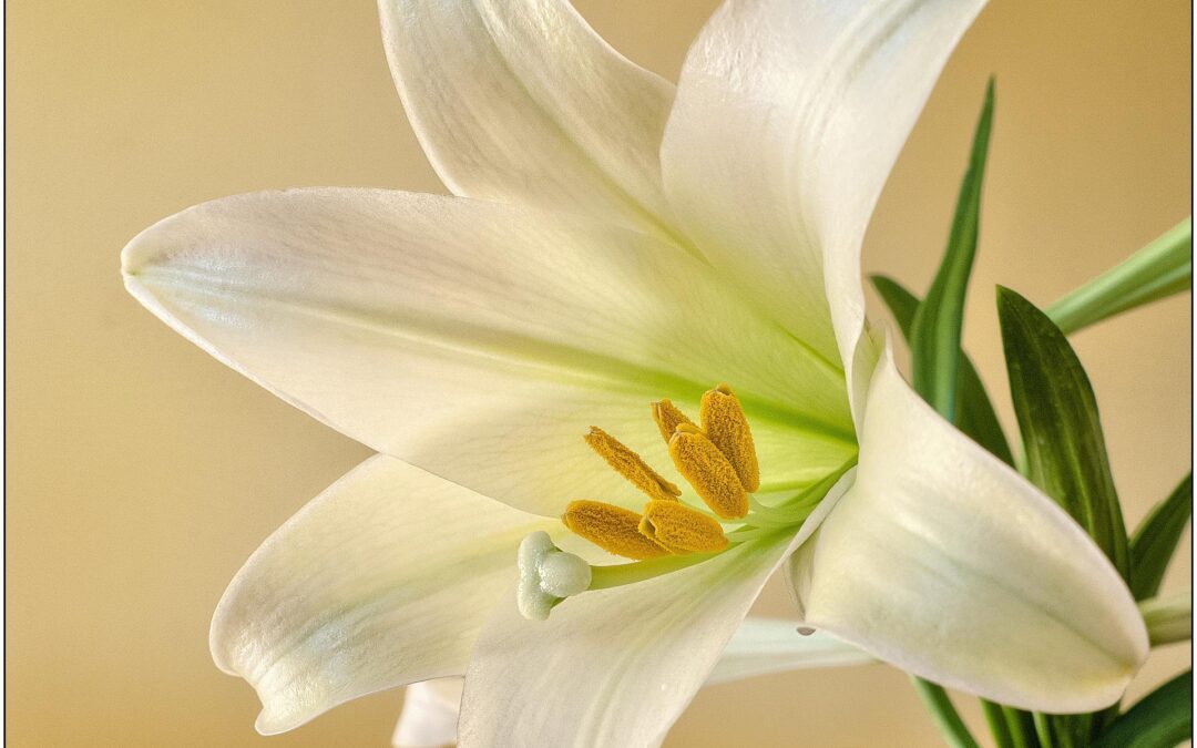 Easter Letter from Bishop Ricard, SSJ